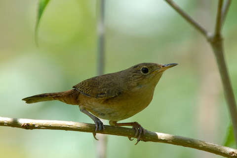 Image of House Wren