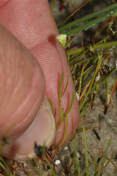 Image of Cotula filifolia Thunb.