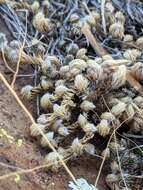 Selaginella peruviana (Milde) Hieron. resmi