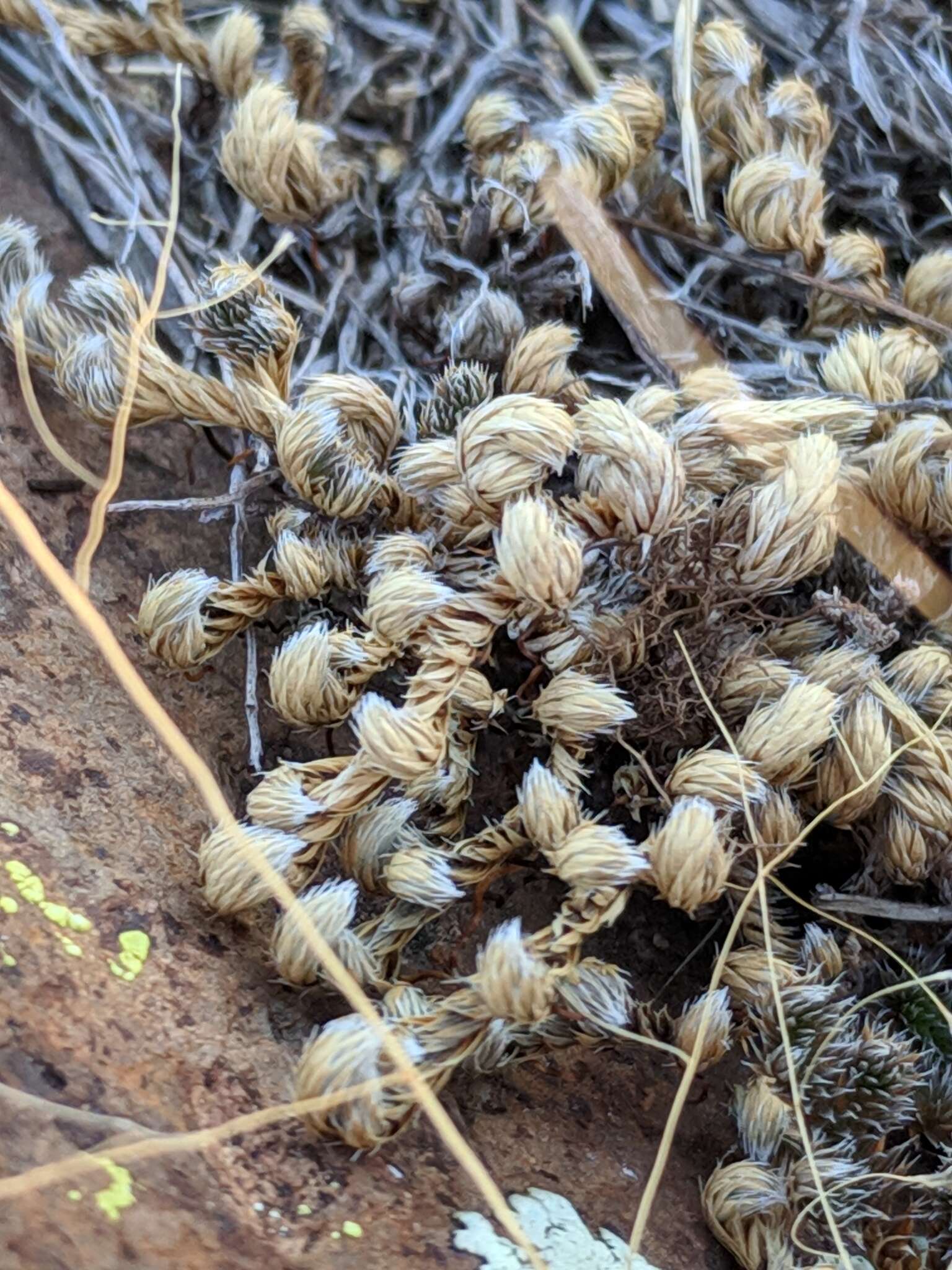 Selaginella peruviana (Milde) Hieron. resmi