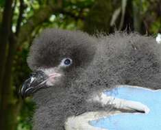 Image of Great-winged Petrel