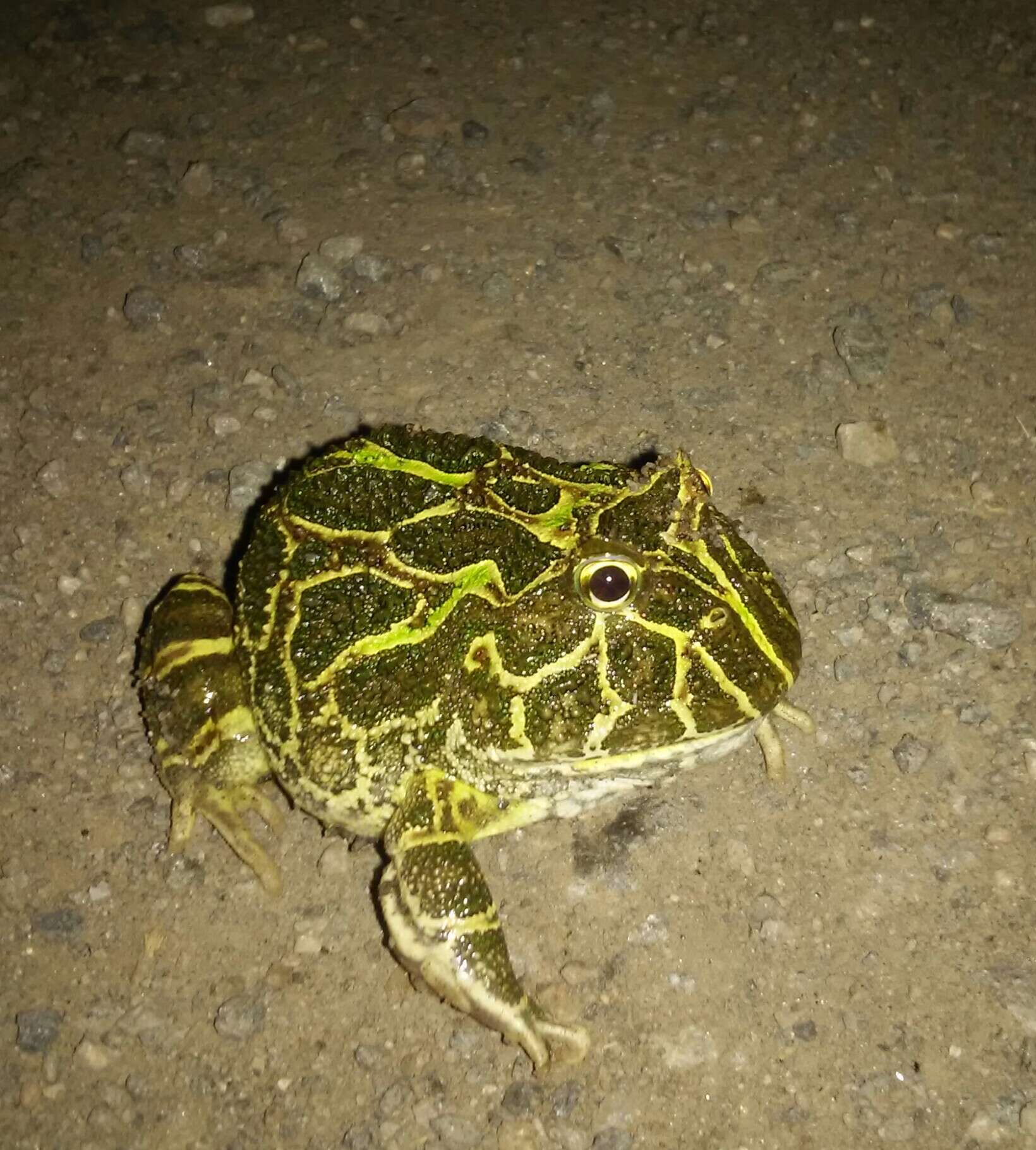 Image of Chacoan Horned Frog