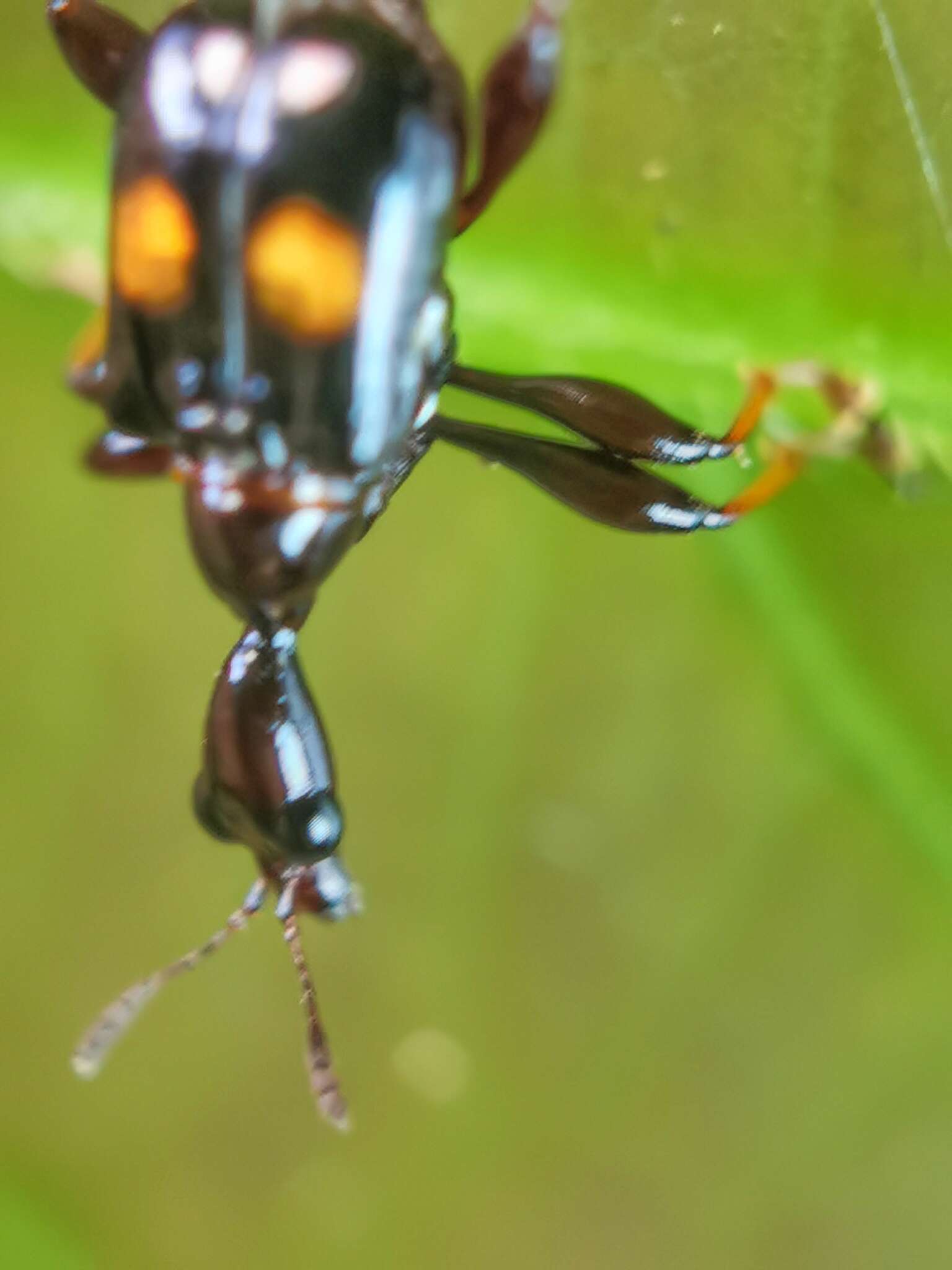 Image of Centrocorynus biguttatus Voss 1929