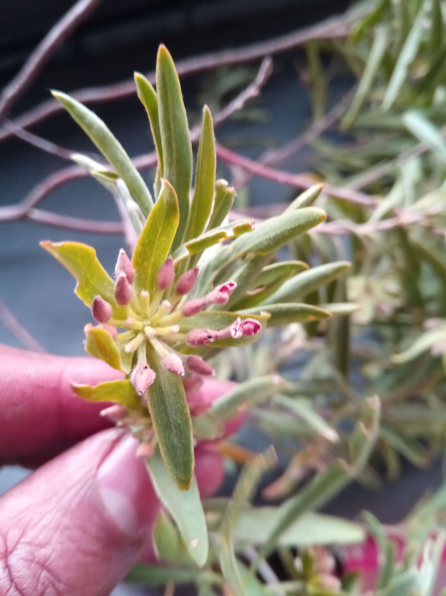 Image of Gnidia gnidioides (Baker) Domke