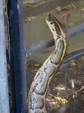 Image of African rock python