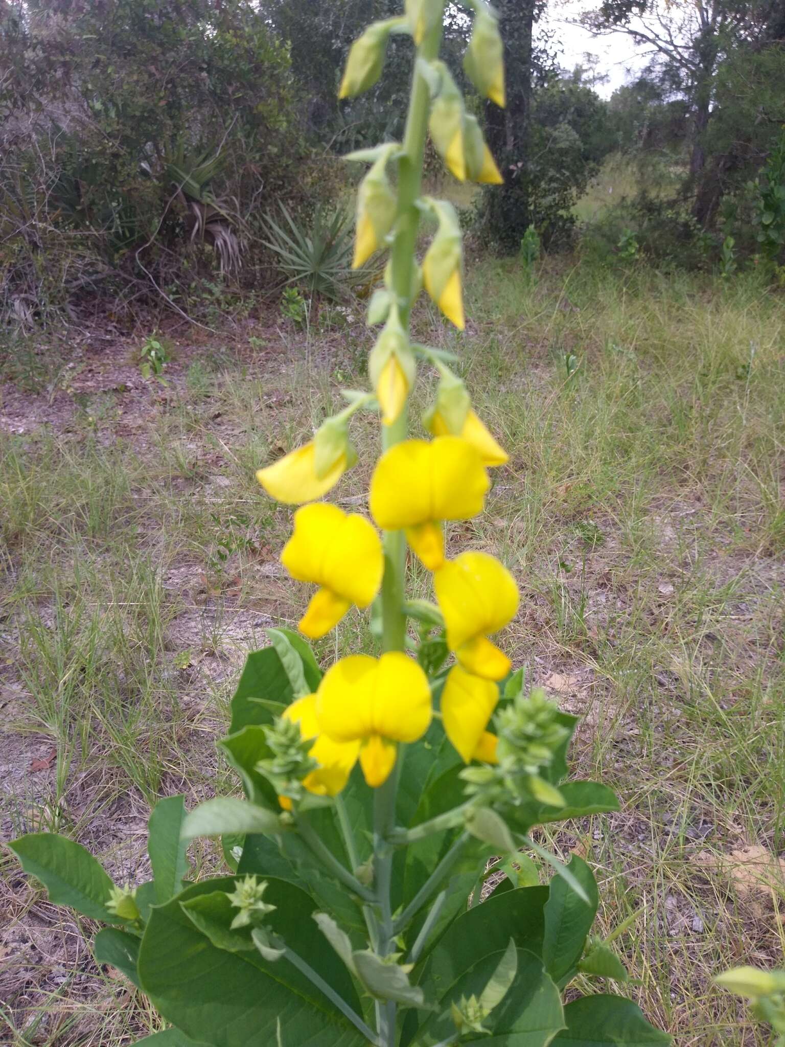 Image of showy crotalaria