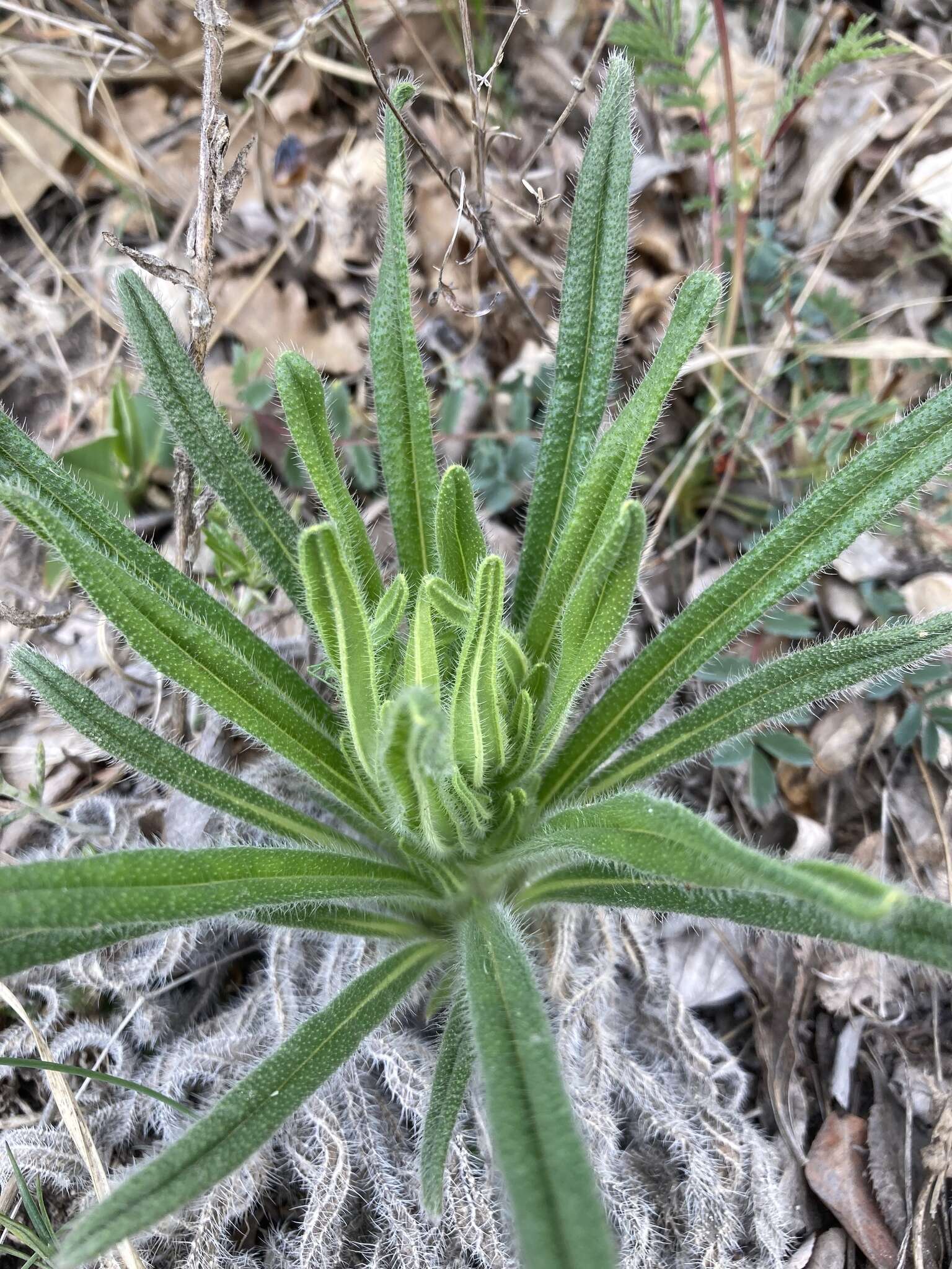 Слика од Onosma visianii G. C. Clementi