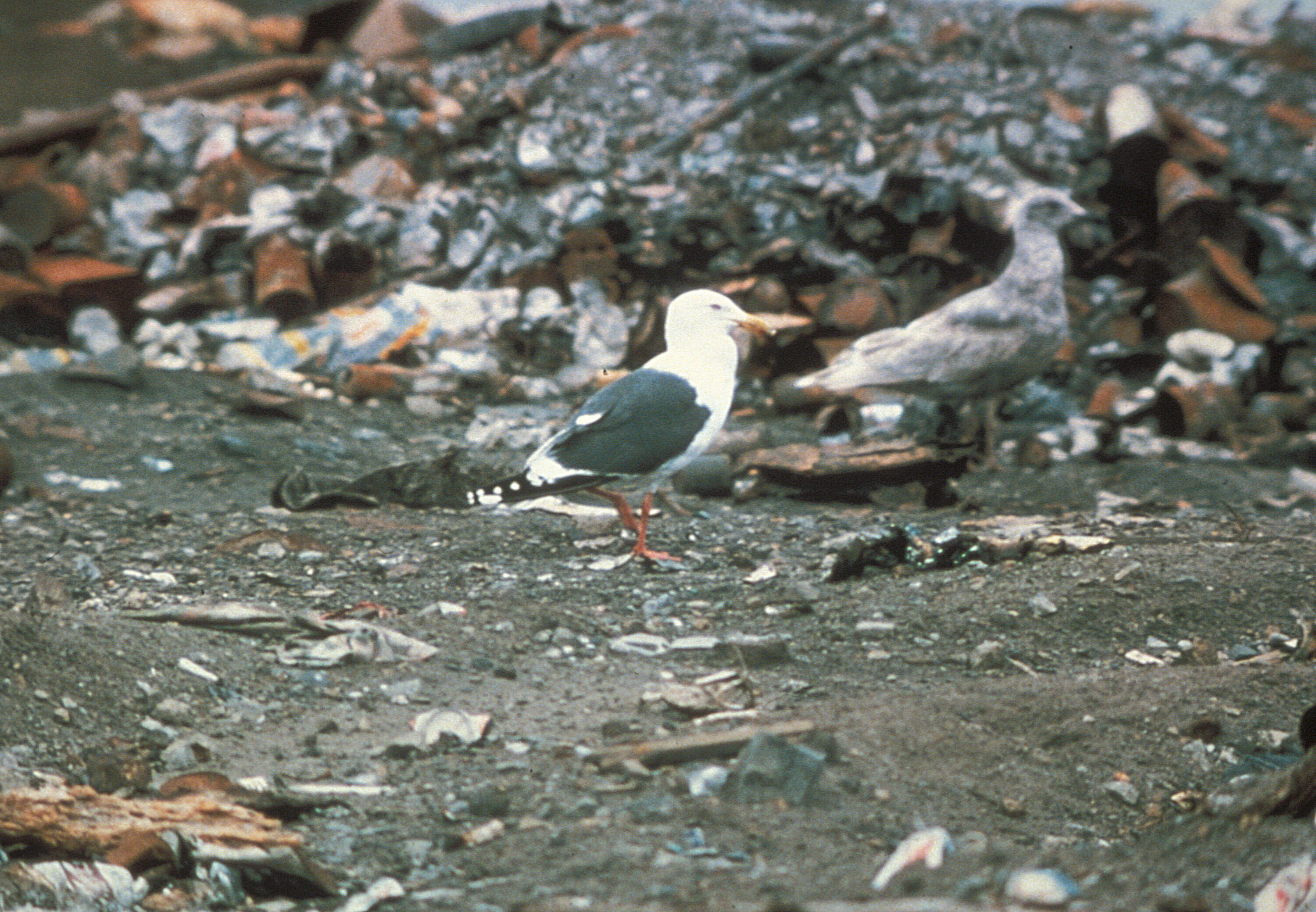 Image of Slaty-backed Gull