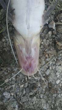 Image of Giant river catfish