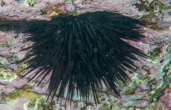 Image of Spiny Sea Urchin