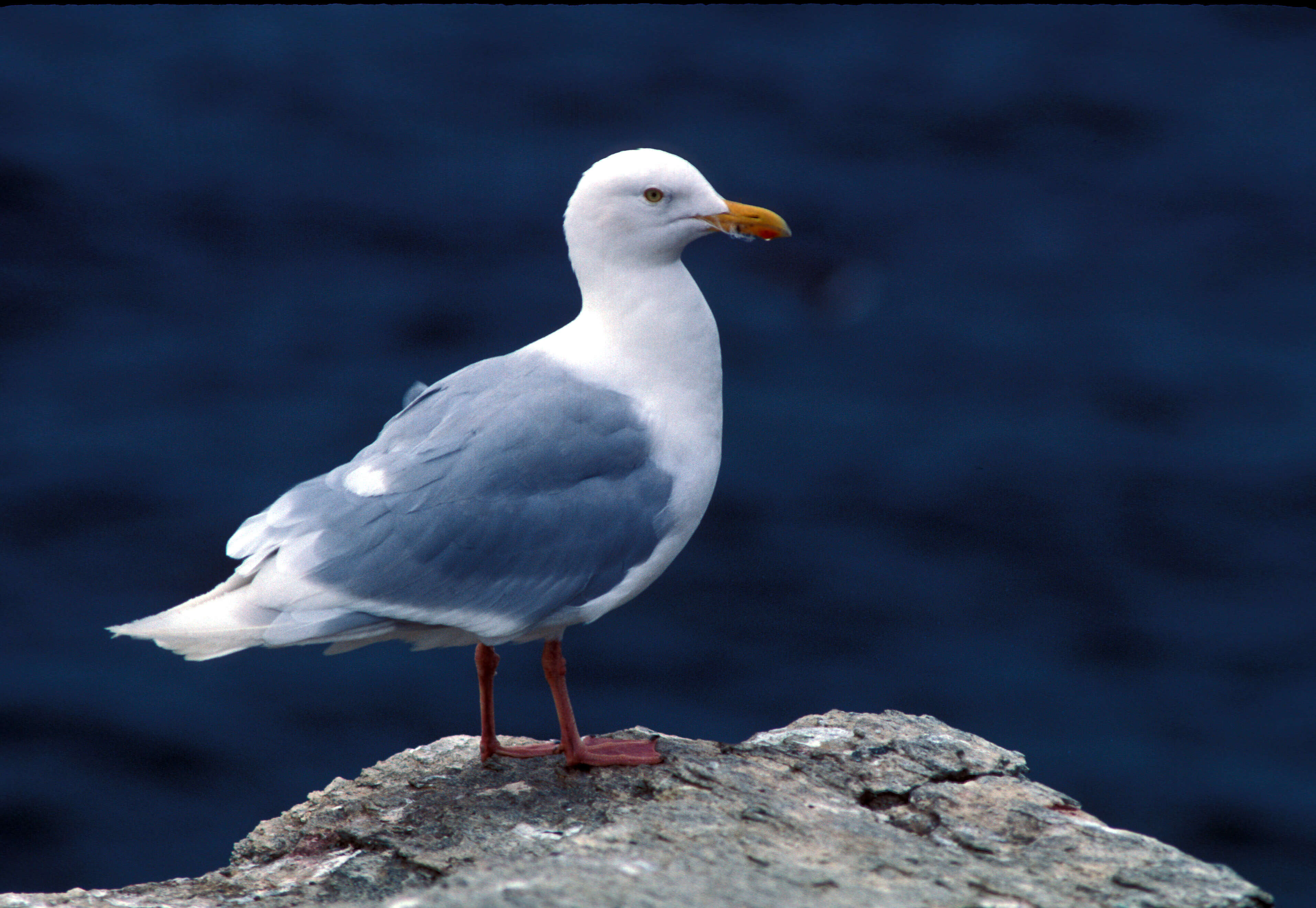 Image of Glaucous Gull