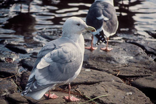 Image of Glaucous-winged Gull