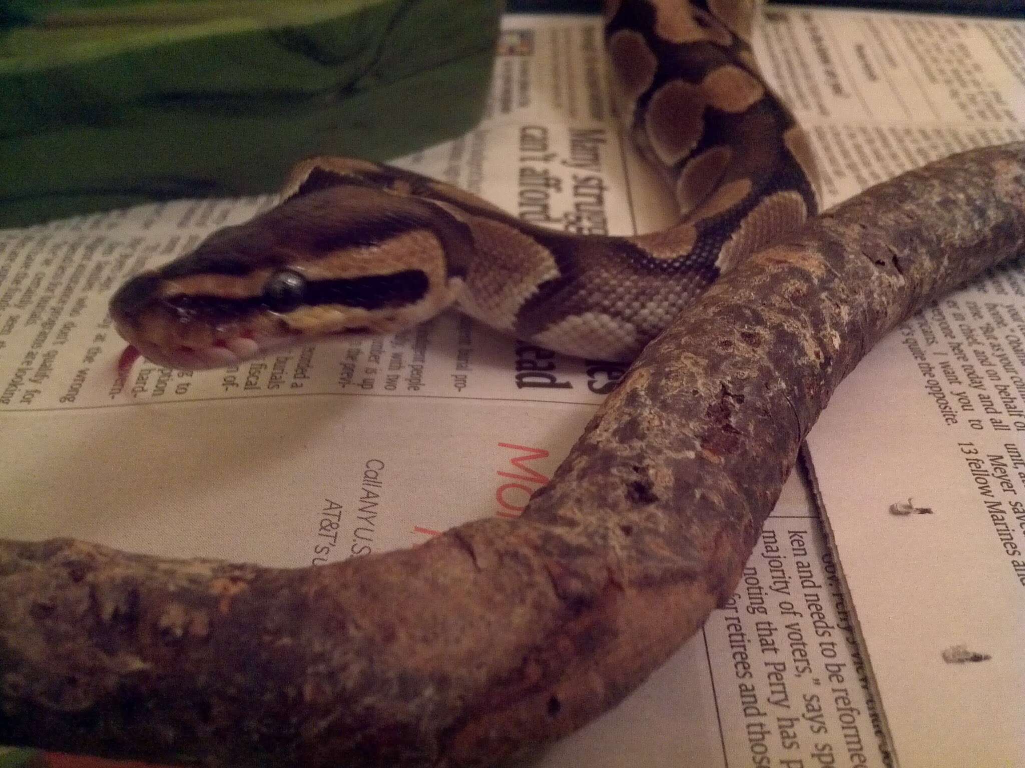 Image of Ball Python