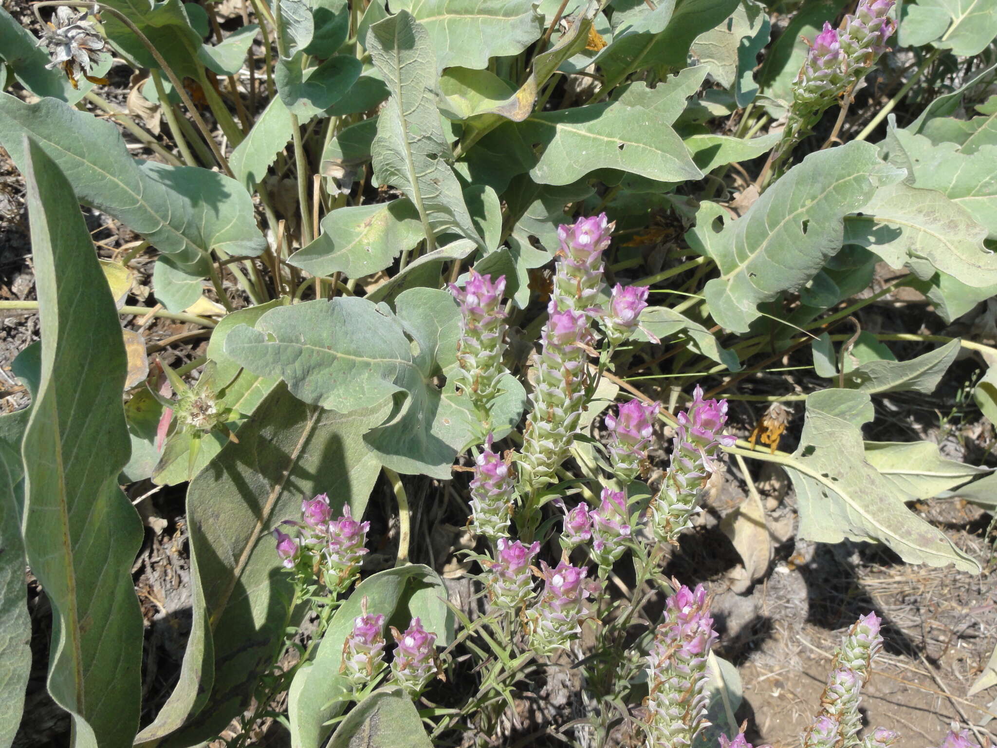 Orthocarpus cuspidatus Greene resmi