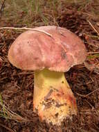 Image de Butyriboletus brunneus (Peck) D. Arora & J. L. Frank 2014