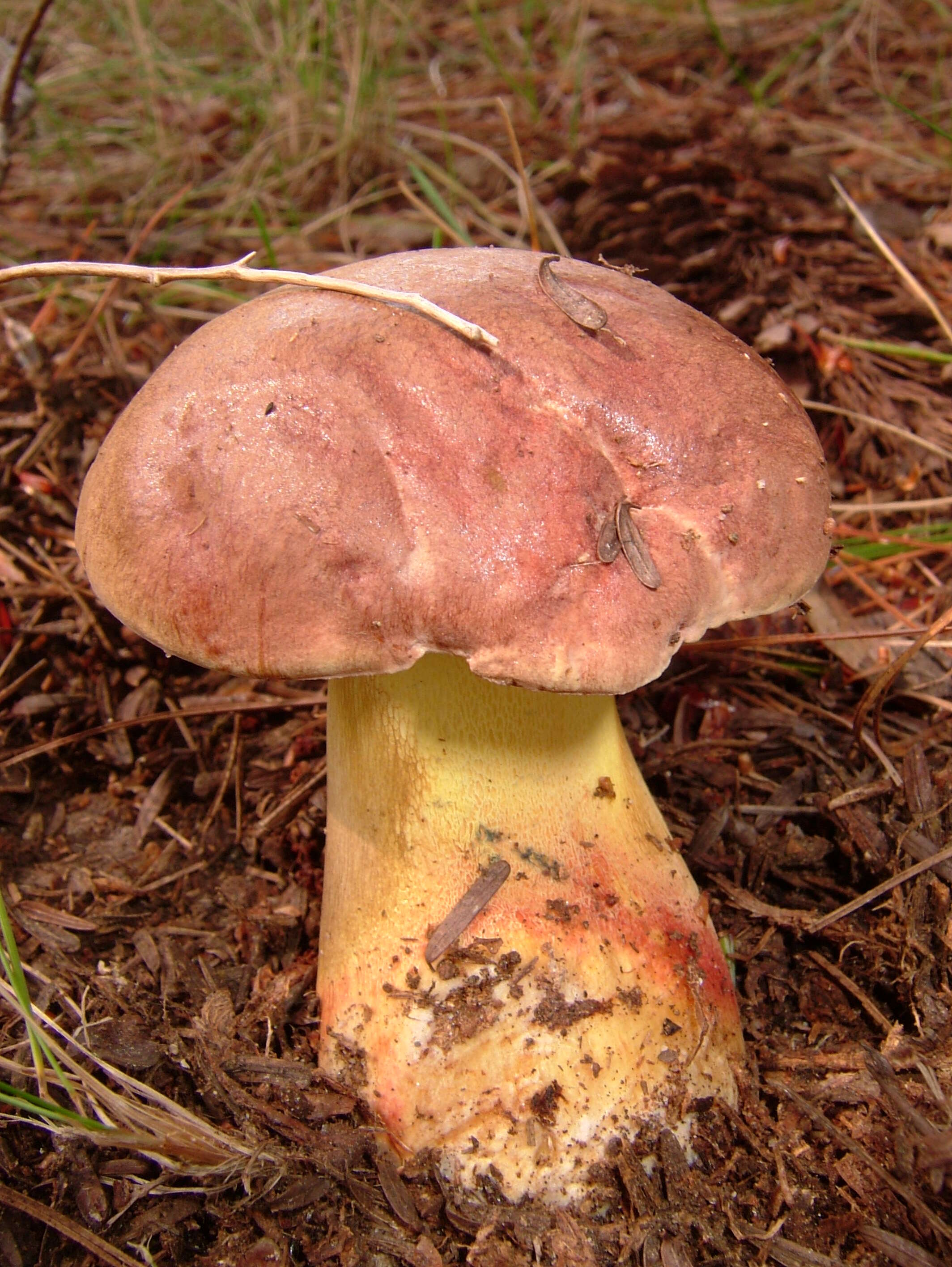 Image de Butyriboletus brunneus (Peck) D. Arora & J. L. Frank 2014