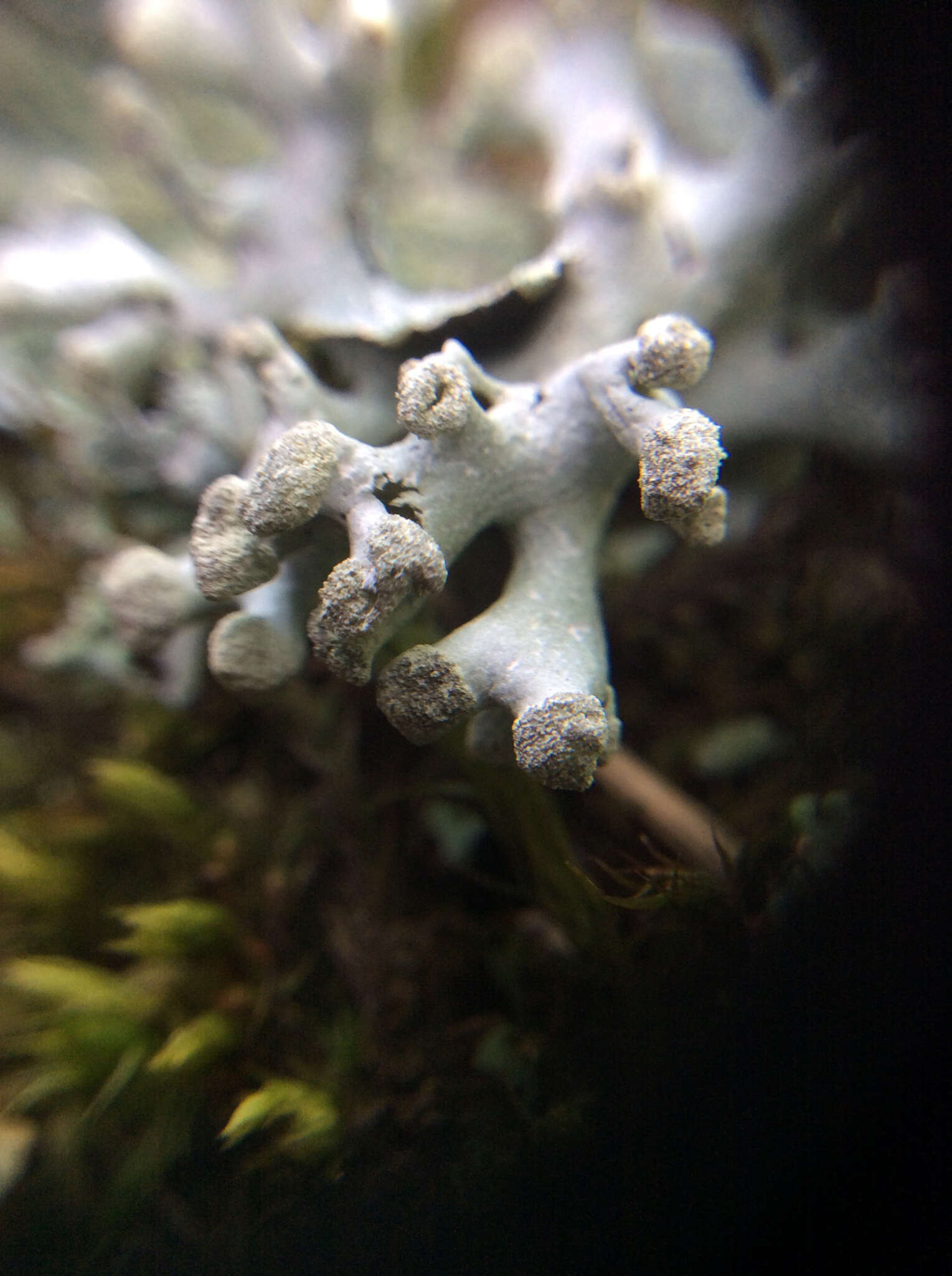 Image of Powder-headed tube lichen