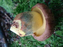 Image de Butyriboletus brunneus (Peck) D. Arora & J. L. Frank 2014