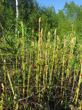 Imagem de Equisetum sylvaticum L.