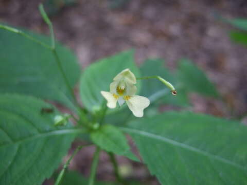 Image of small balsam