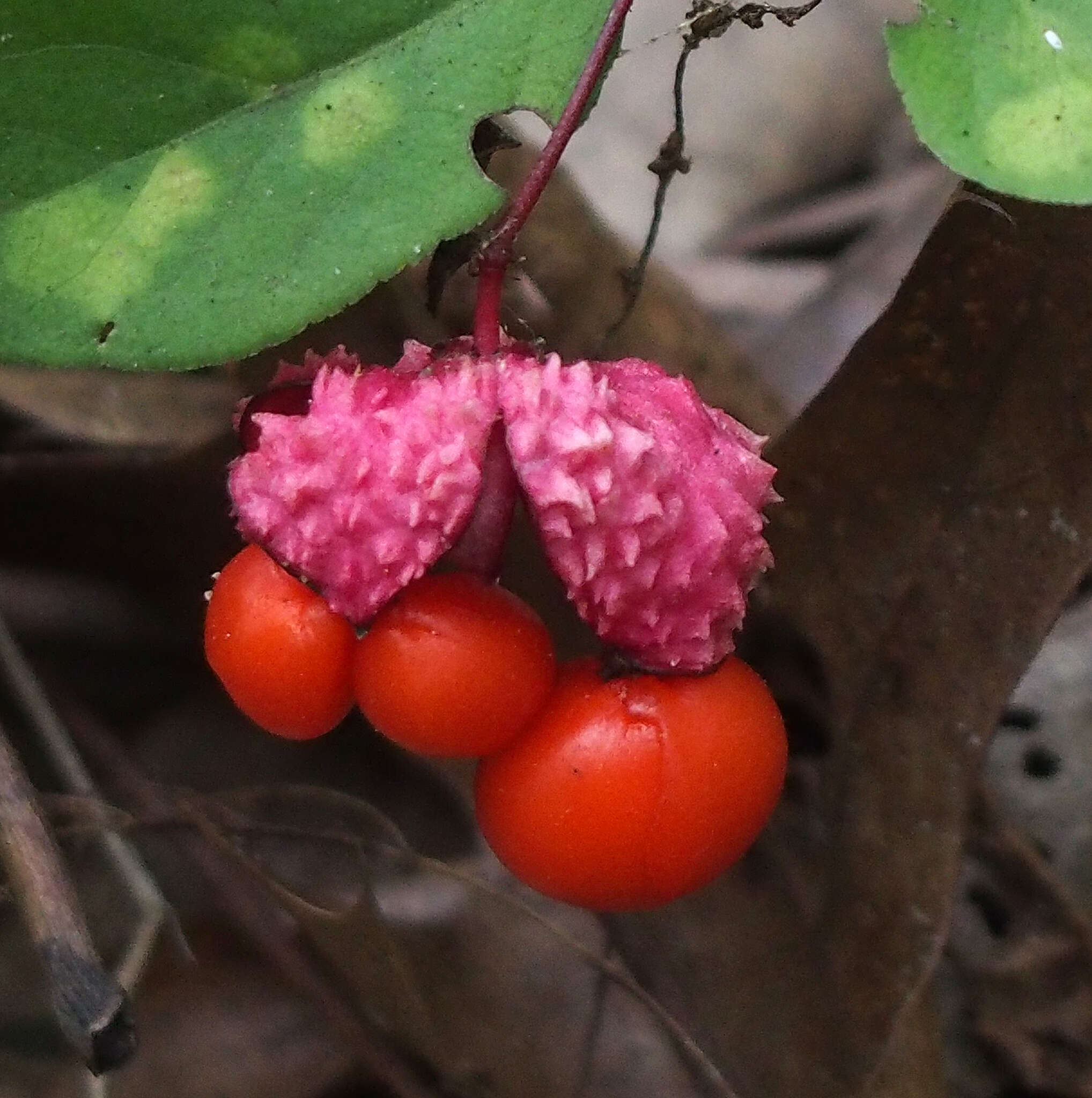 Imagem de Euonymus obovatus Nutt.