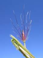 Imagem de Pennisetum alopecuroides