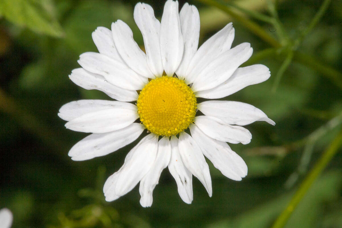 Image of False chamomile