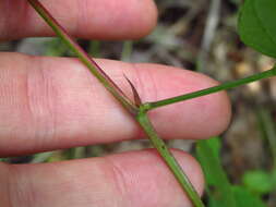 Image of largebract ticktrefoil