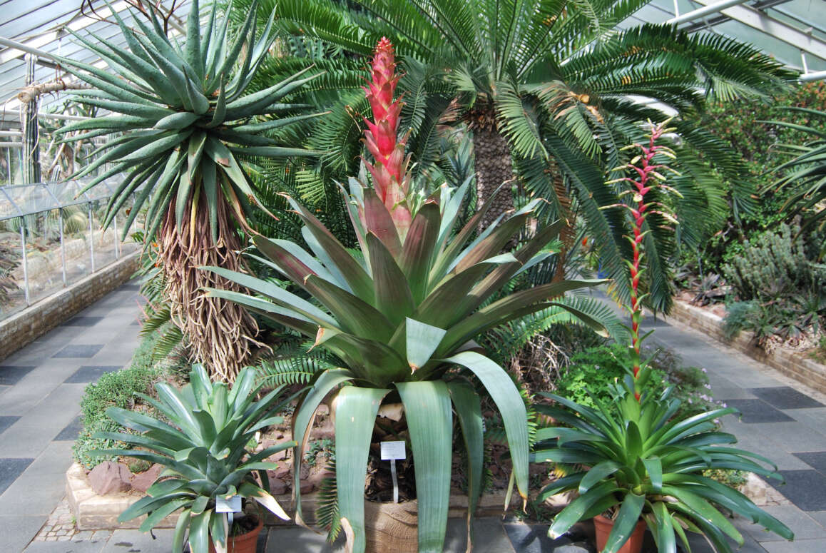 Image of Alcantarea imperialis (Carrière) Harms