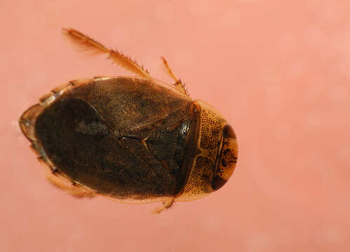 Image of Naucoroidea Leach 1815