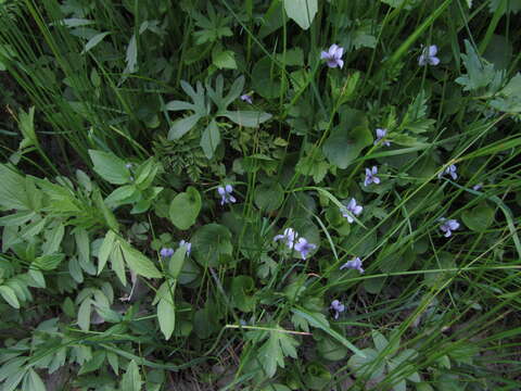 Plancia ëd Viola palustris L.