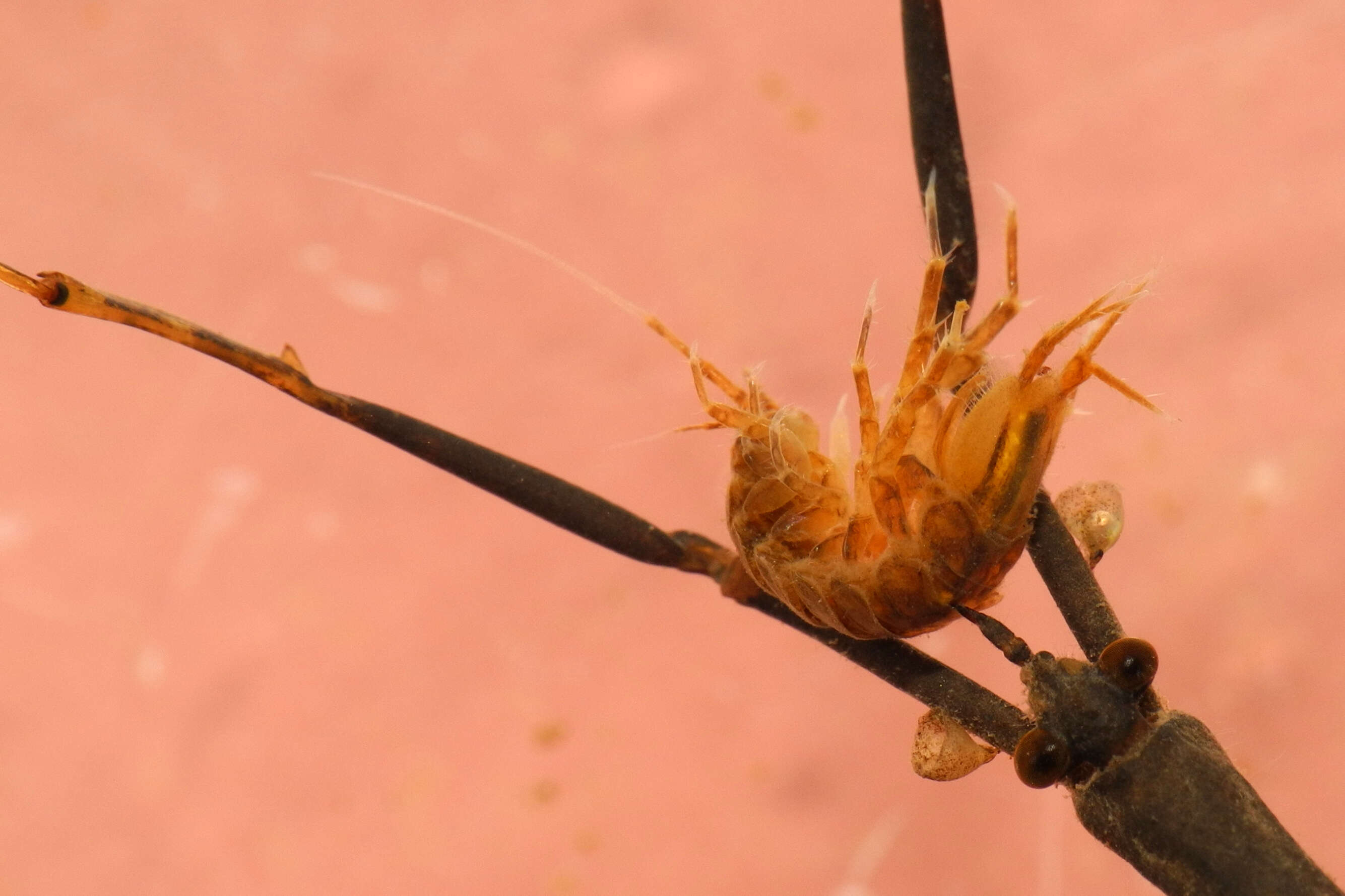 Image of Asellus aquaticus