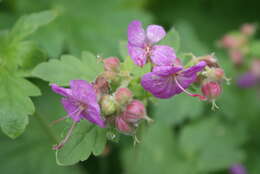 Imagem de Geranium macrorrhizum L.