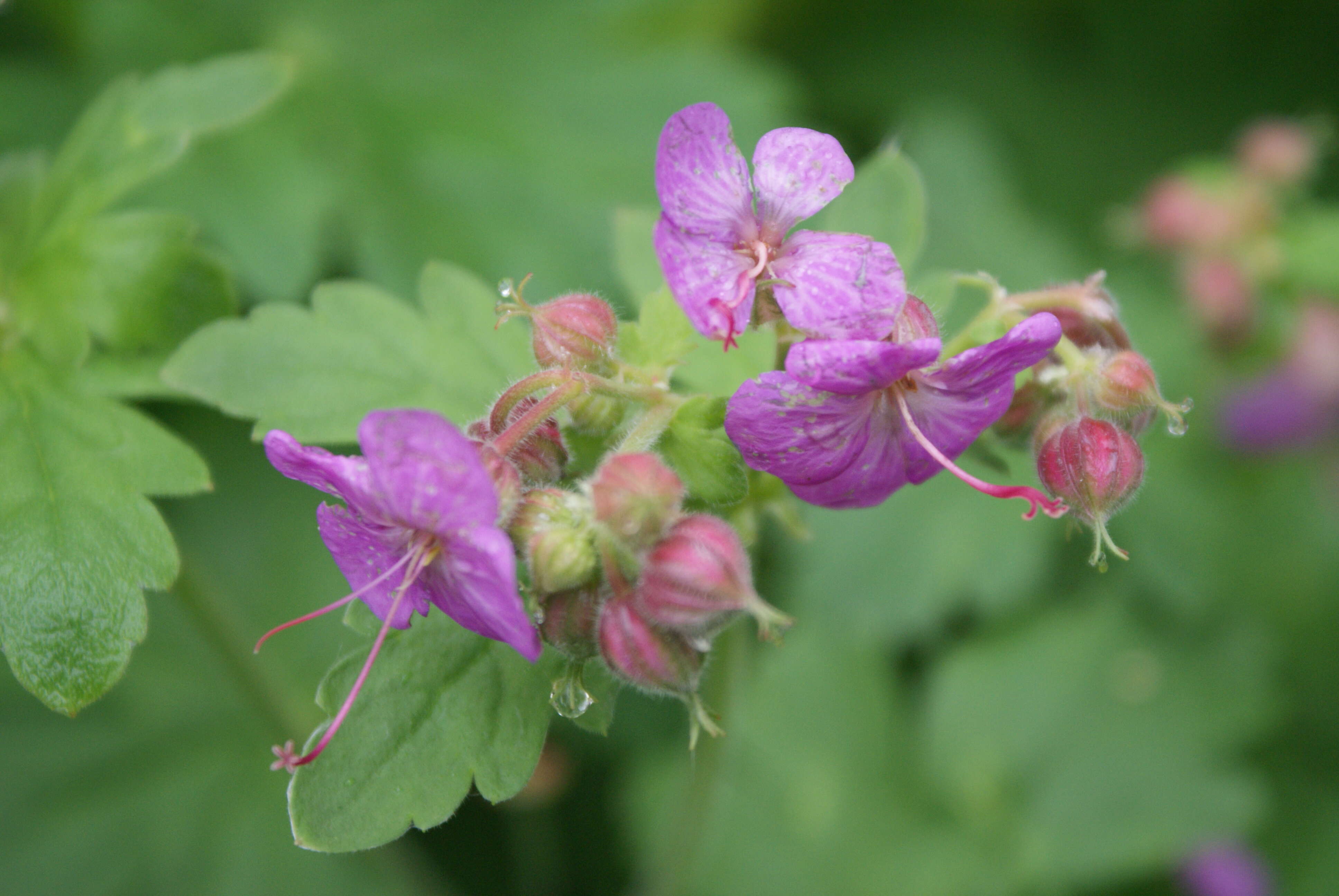 Imagem de Geranium macrorrhizum L.