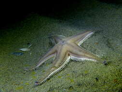 Image of Sand star