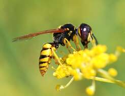 Imagem de Philanthus triangulum (Fabricius 1775)