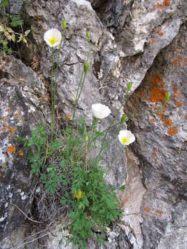 Image of Papaver popovii Siplivinskii