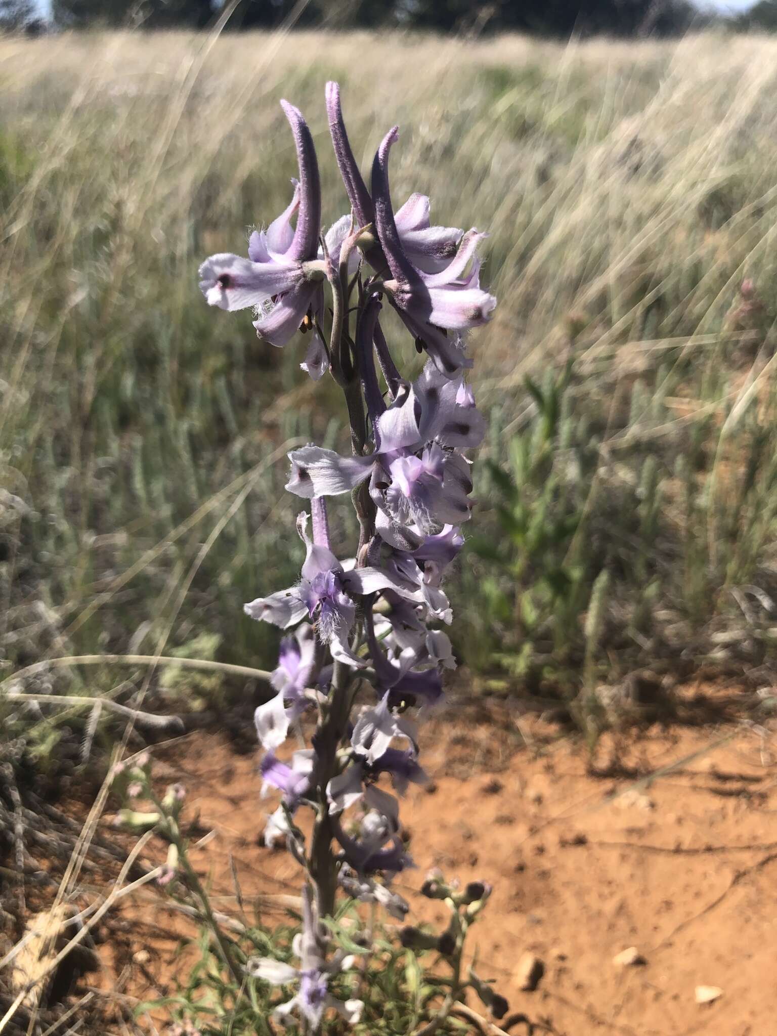 Image of Organ Mountain larkspur