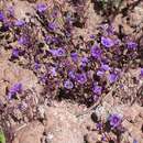 Image of Atwood's phacelia