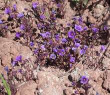 Phacelia pulchella var. atwoodii S. L. Welsh resmi