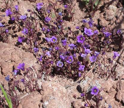 Image of beautiful phacelia