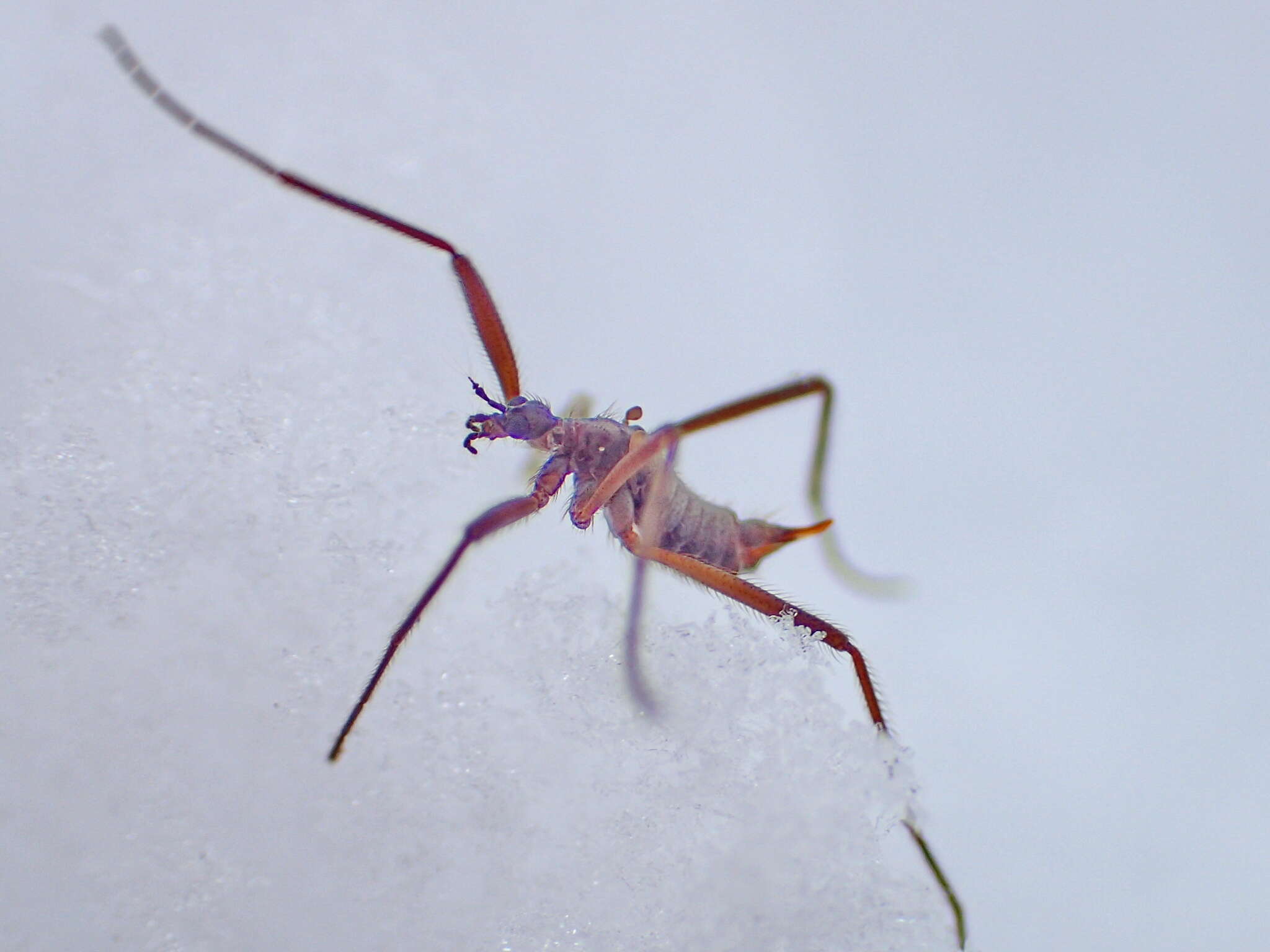 صورة Chionea (Chionea) albertensis Alexander 1941