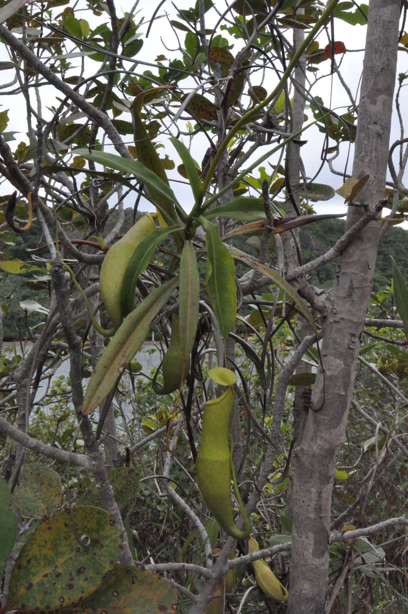 Image of Nepenthes philippinensis Macfarl.