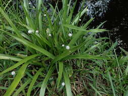 Image of sixangle pipewort