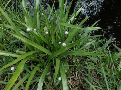 Image of sixangle pipewort