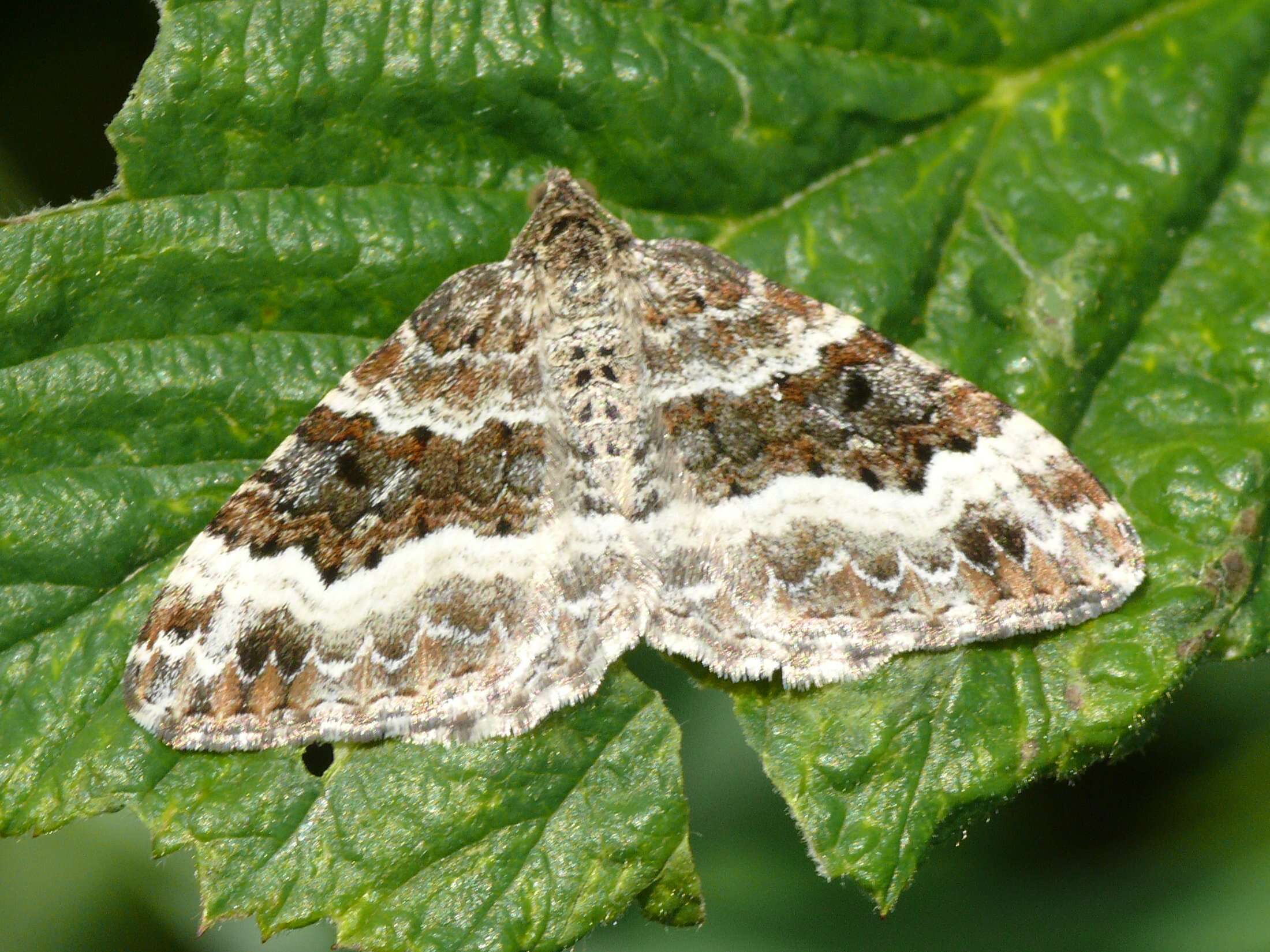 Image of common carpet