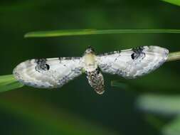 Image of lime-speck pug