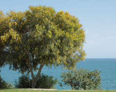 Image of orange wattle