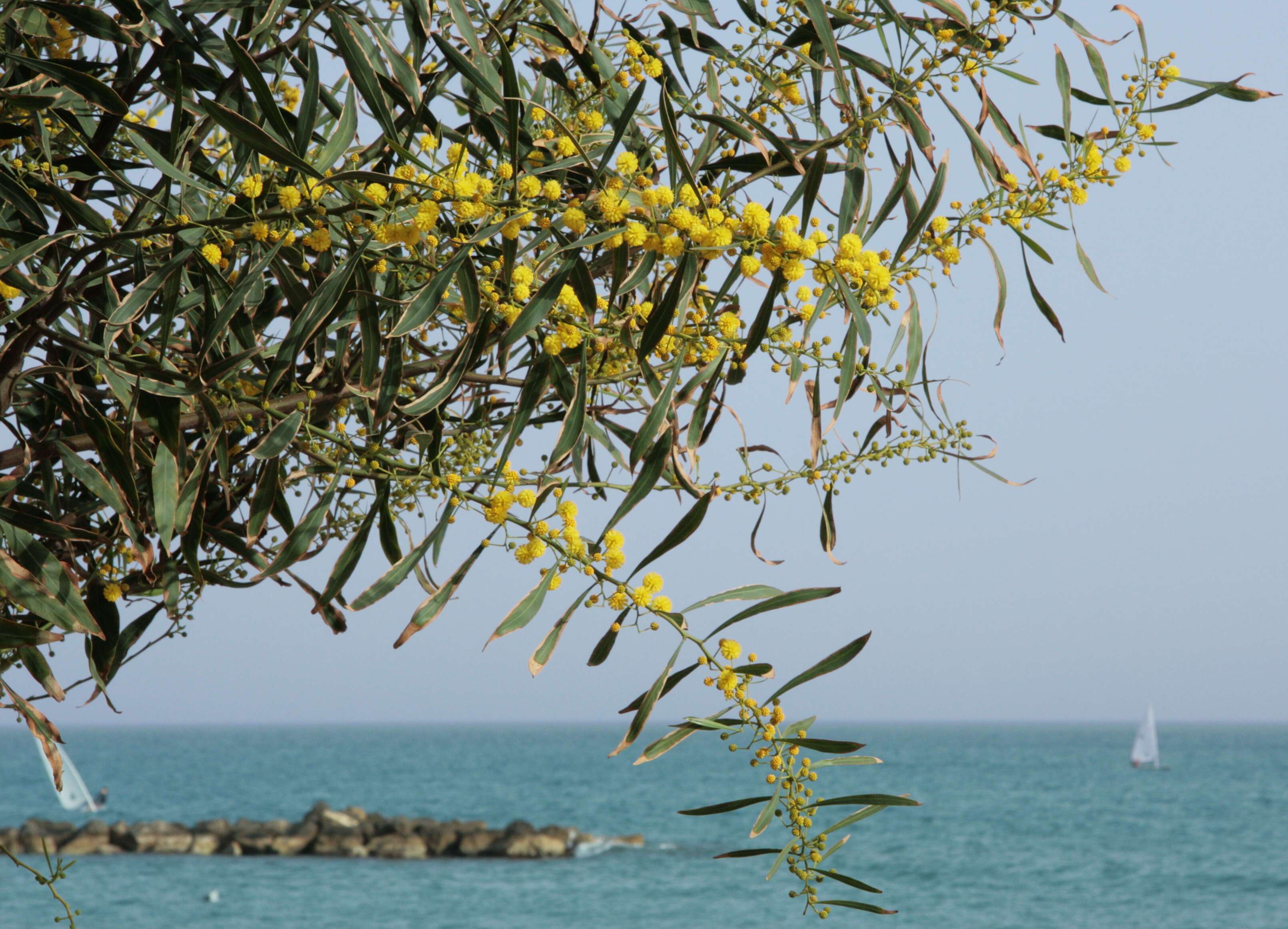 Image of orange wattle