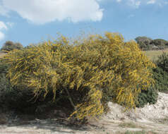 Image of orange wattle